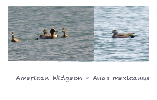 American Widgeon_edited-1 American Widgeon_edited-1