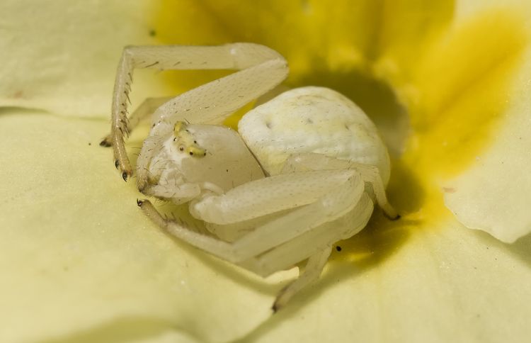 Crab Spider 2