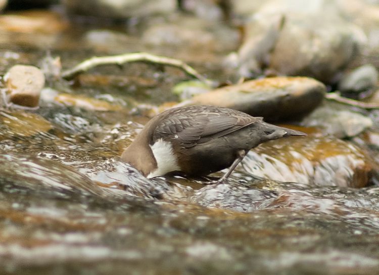 Dipping Dipper