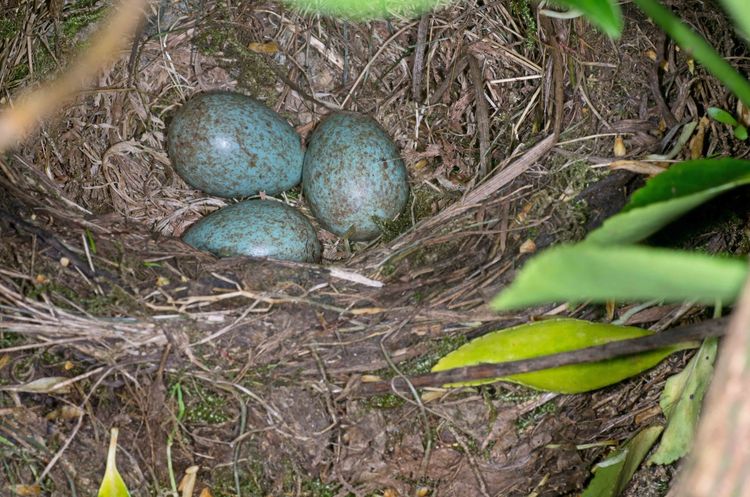 Blackbird nest