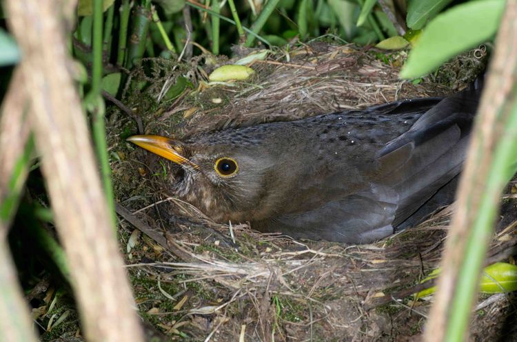 Blackbird on nest a