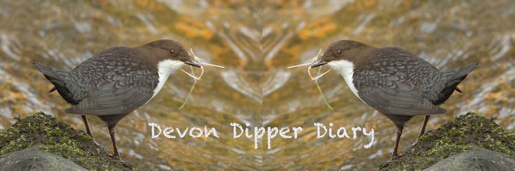 Dev Dip Diary Dev Dip Diary