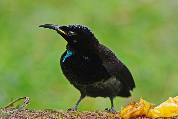 IMGP2830ax IMGP2830ax