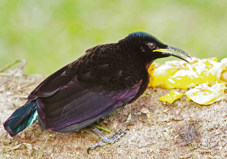 IMGP2805ax IMGP2805ax