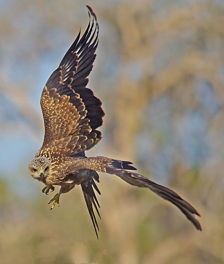 No 1_edited-1a No 1_edited-1a