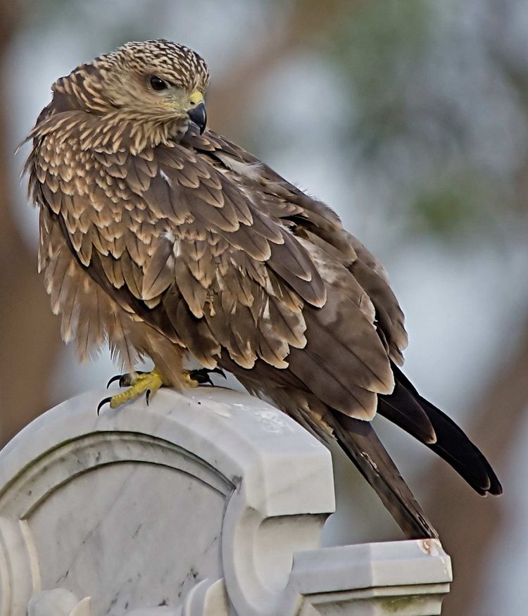 IMGP2001_edited-1a IMGP2001_edited-1a