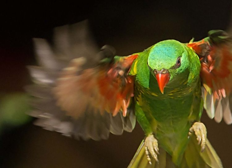 Scaly Breasted Loorikeet a