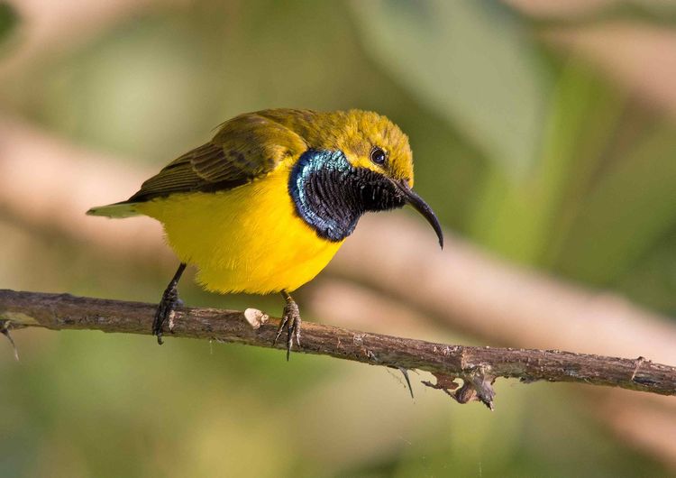 Sunbird Male A