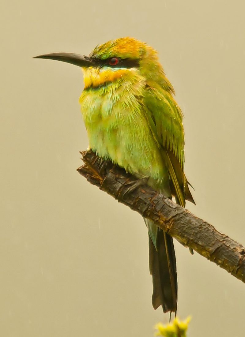Bee Eater_edited-1a