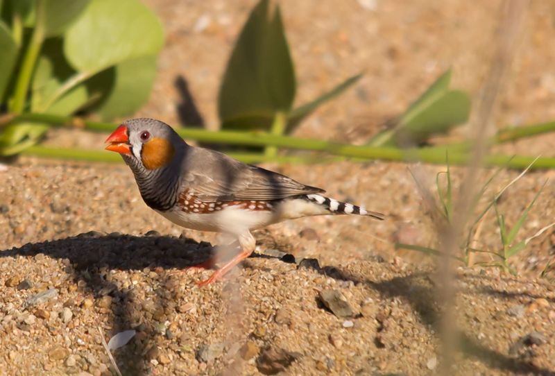 Cock Zebra Finch