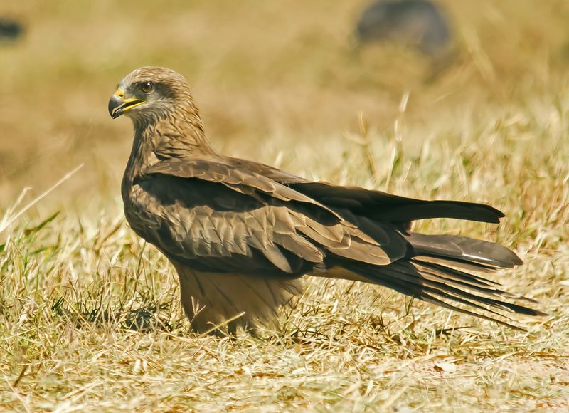 IMGP8539_edited-1 IMGP8539_edited-1