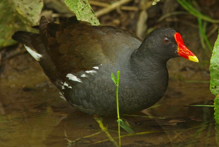 Moorhen a
