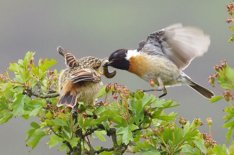 Feeding 2a Feeding 2a