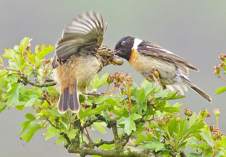 Feeding 1a Feeding 1a