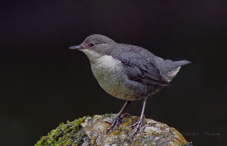 Fledgling Dipper_edited-2 Fledgling Dipper_edited-2