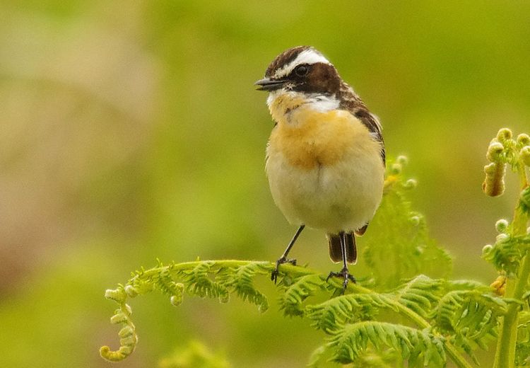 Male Whinchat Dartmoor a
