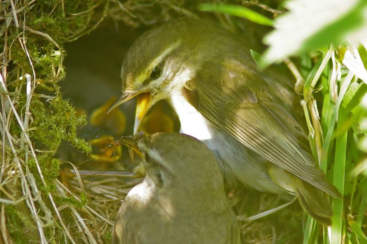 IMGP0918a:aa IMGP0918a:aa