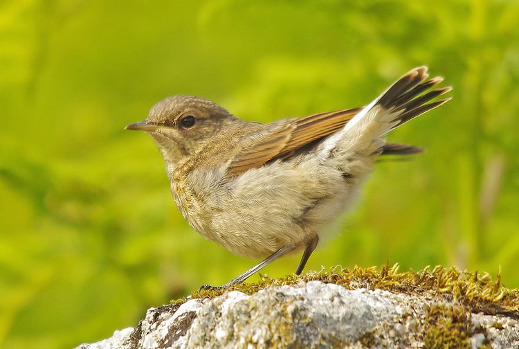 Wheatear a:b
