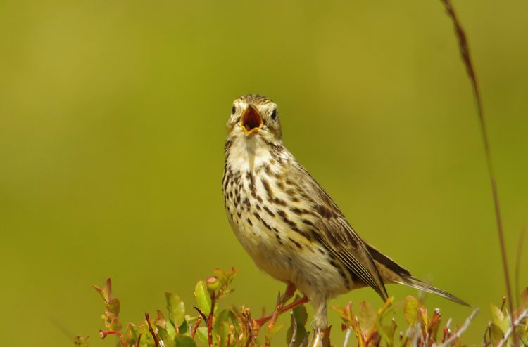 IMGP9034-1 (dragged) a