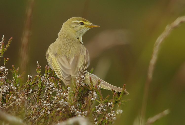 Willow warbler