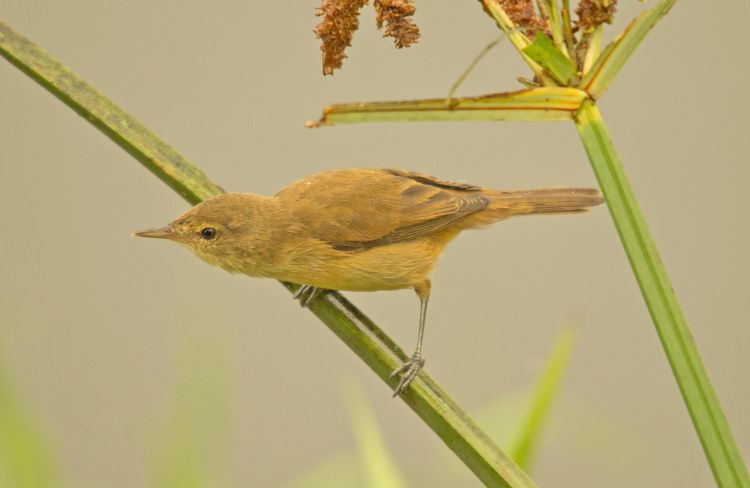 Clamorous Reed Warbler a