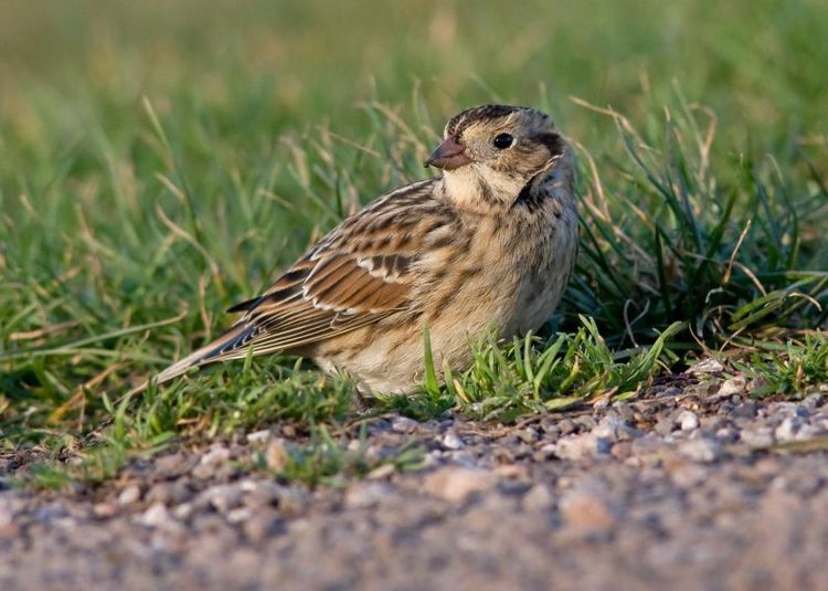 130921765.eB5voPsH 130921765.eB5voPsH