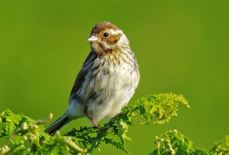 Reed Bunting Reed Bunting