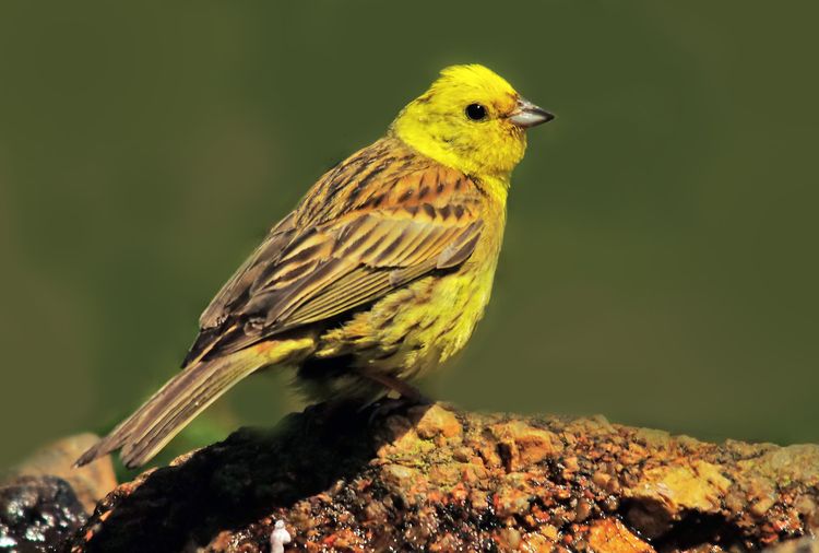 Yellowhammer 3a