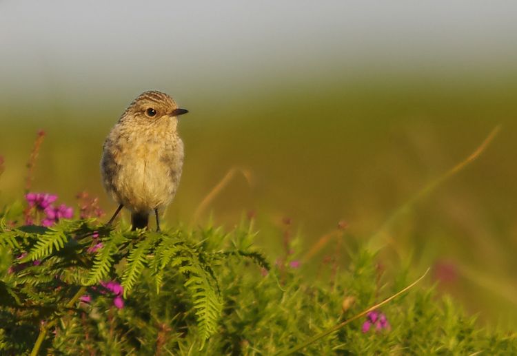 Whinchat picture