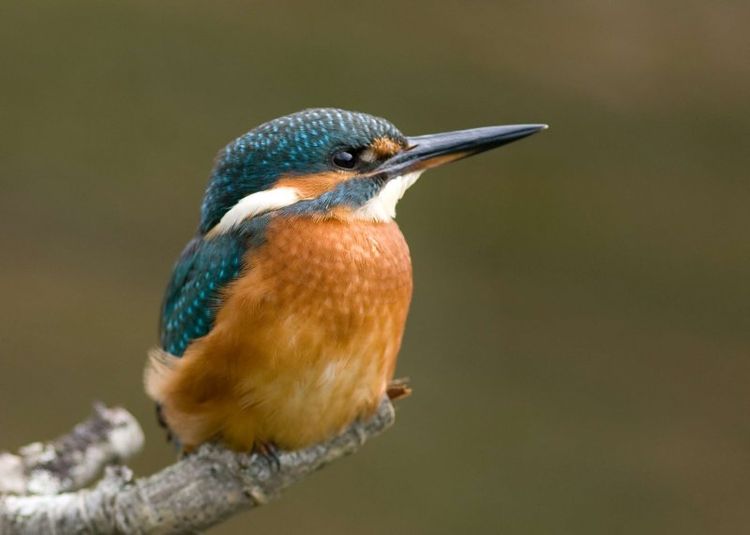 126611826.F2vc1SSX 126611826.F2vc1SSX