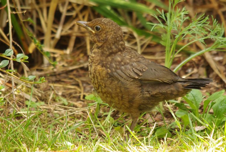 Fledgling Blackbird