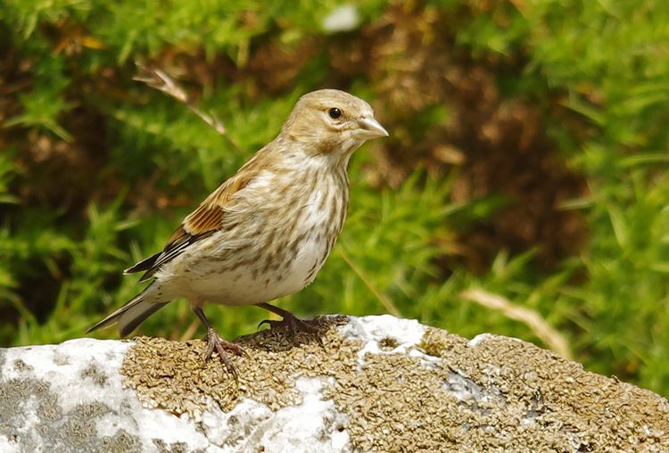 Hen linnet