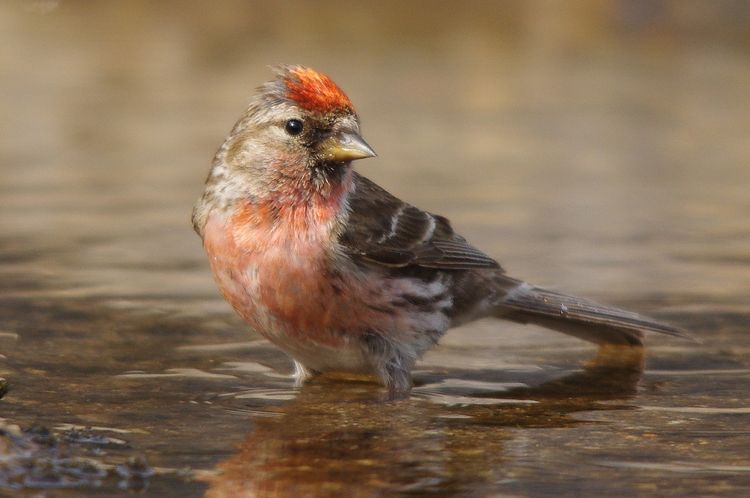 Redpoll Redpoll
