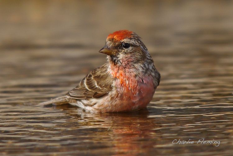 Redpoll 2 Redpoll 2