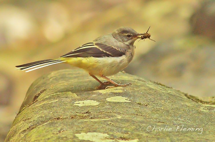 Grey Wag with wasp a
