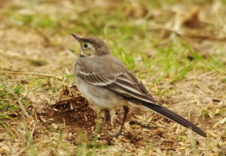 IMGP0454_edited-1 IMGP0454_edited-1