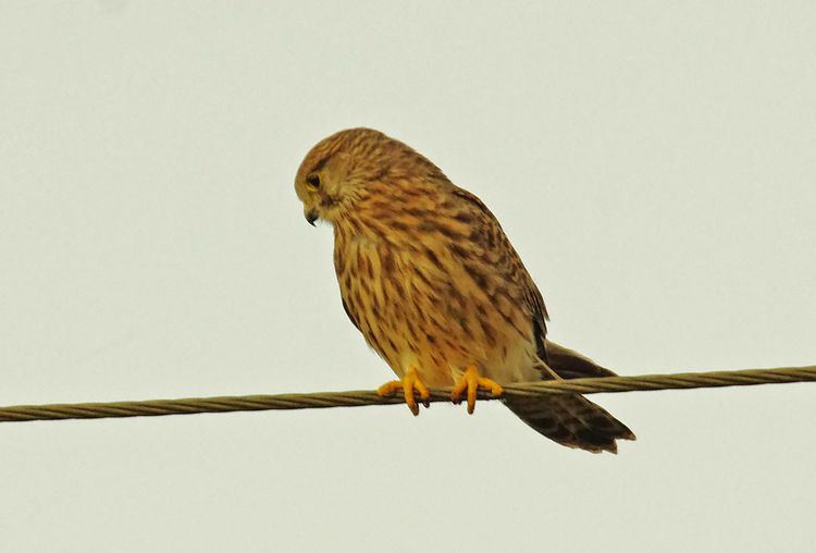 Kestrel_edited-1 Kestrel_edited-1
