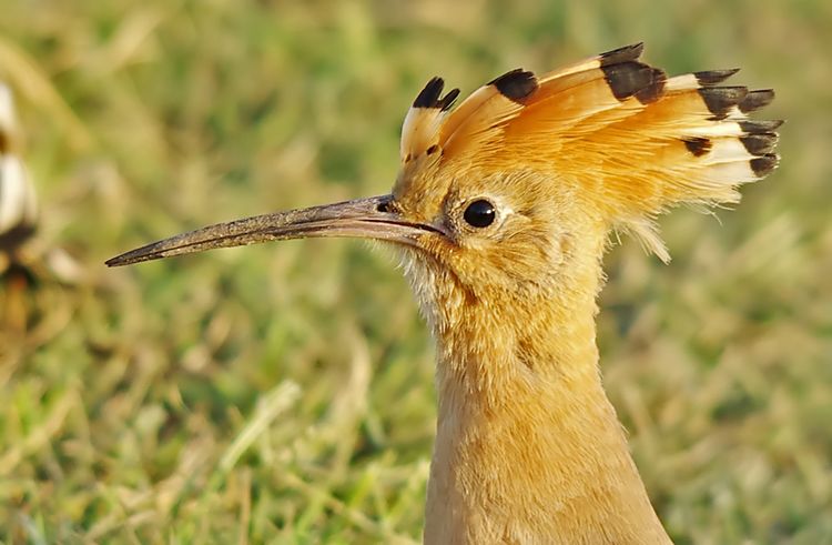 Hoopoe Pbase
