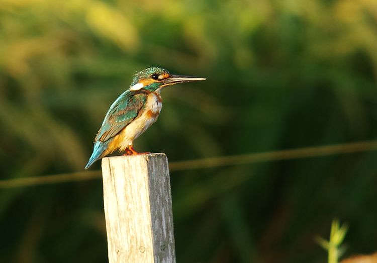 Kingfisher(pied)