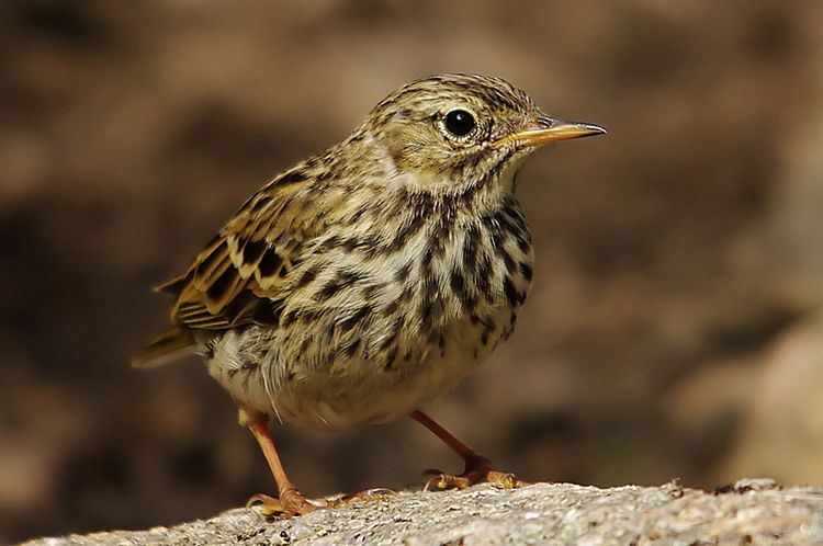 Neadow Pipit pb