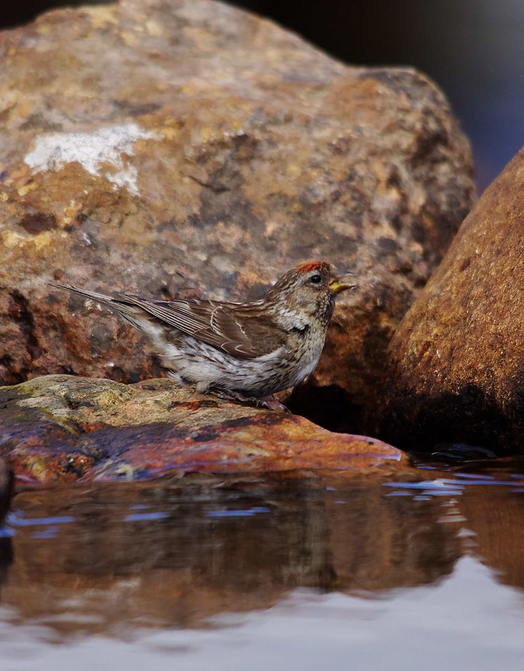 Redpoll pb