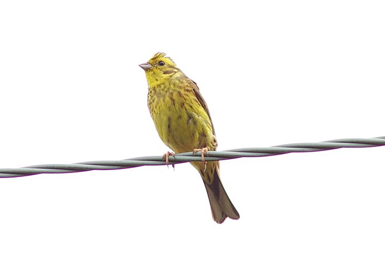 IMGP0920-1 (dragged)