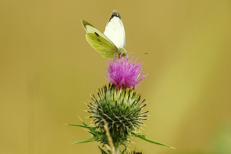 IMGP1051-1 (dragged)