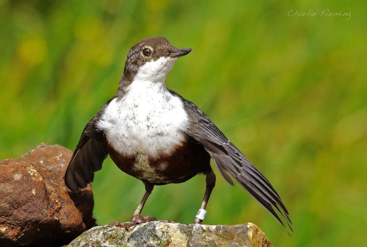 Young Dipper     