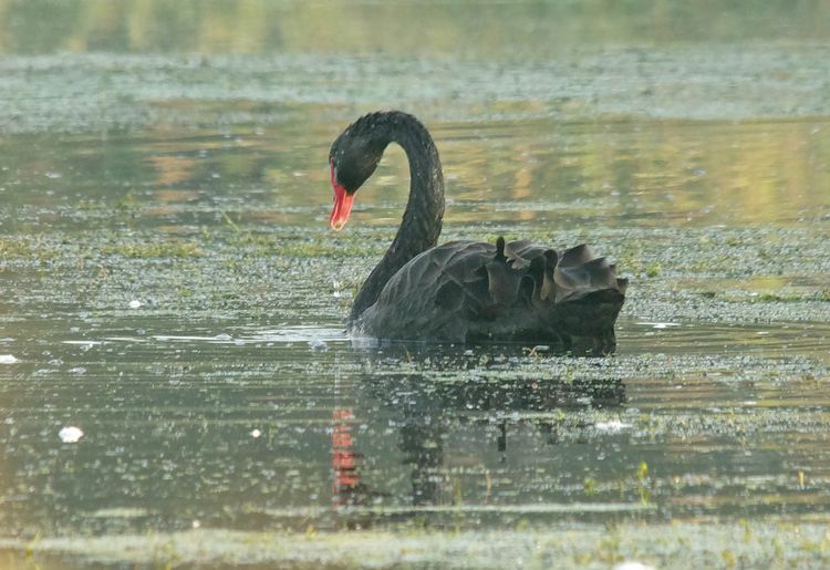 Black Swan 2