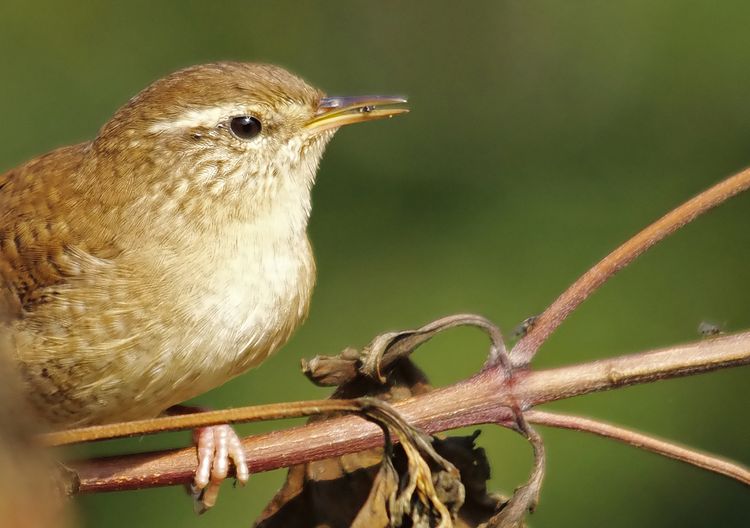 Wren and Greenfly