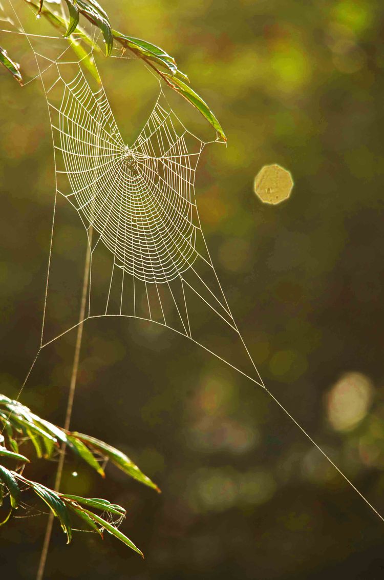 Spiders web_edited-1