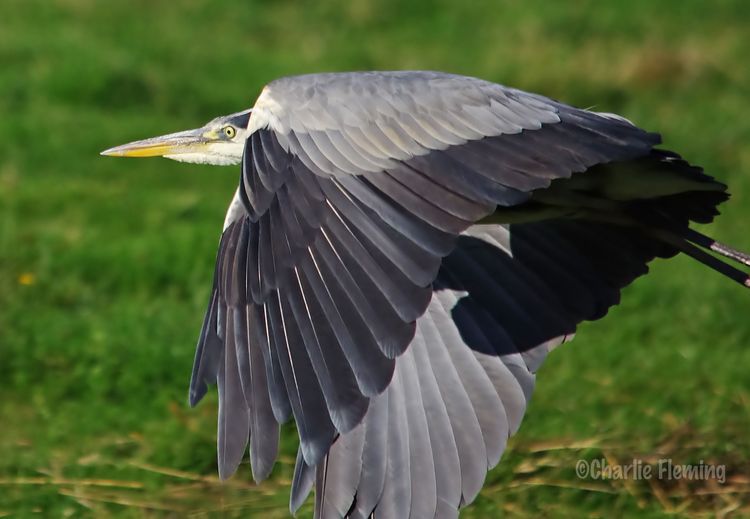 Grey Heron pb