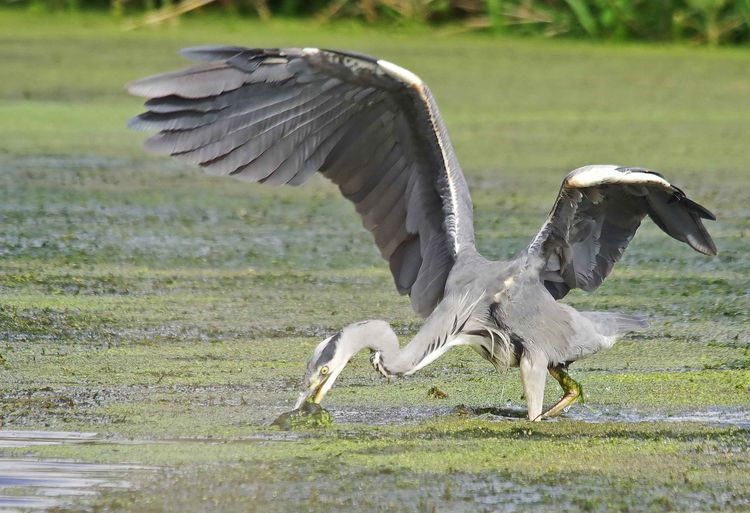 IMGP1402a_edited-1 IMGP1402a_edited-1