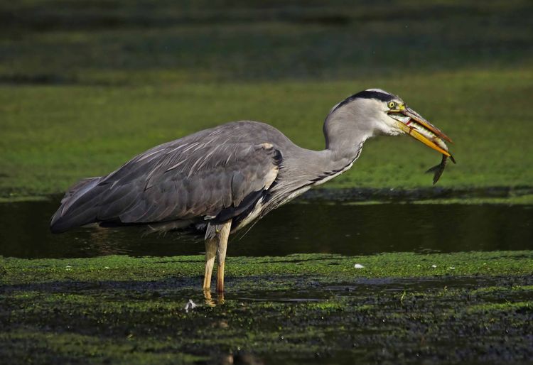 IMGP1594a_edited-1 IMGP1594a_edited-1